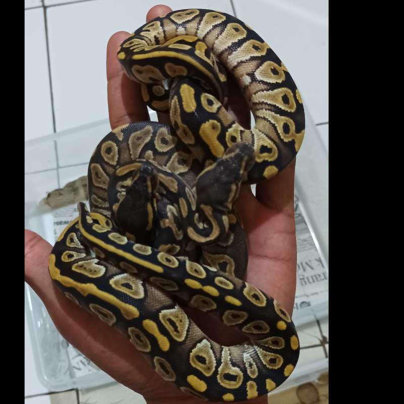 Mojave male