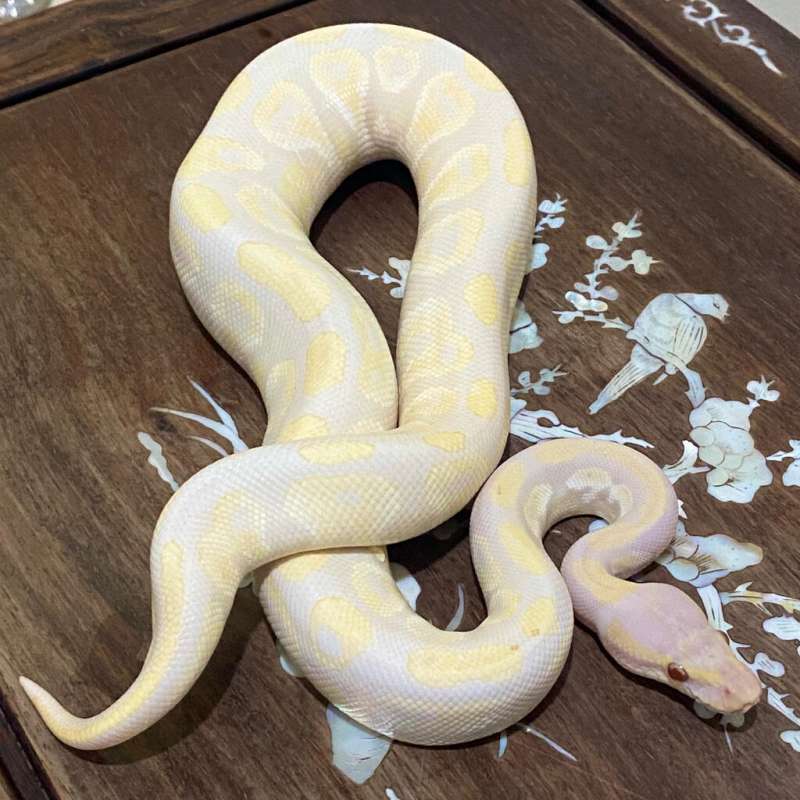 Lavender Albino Mystic Female Ball Python