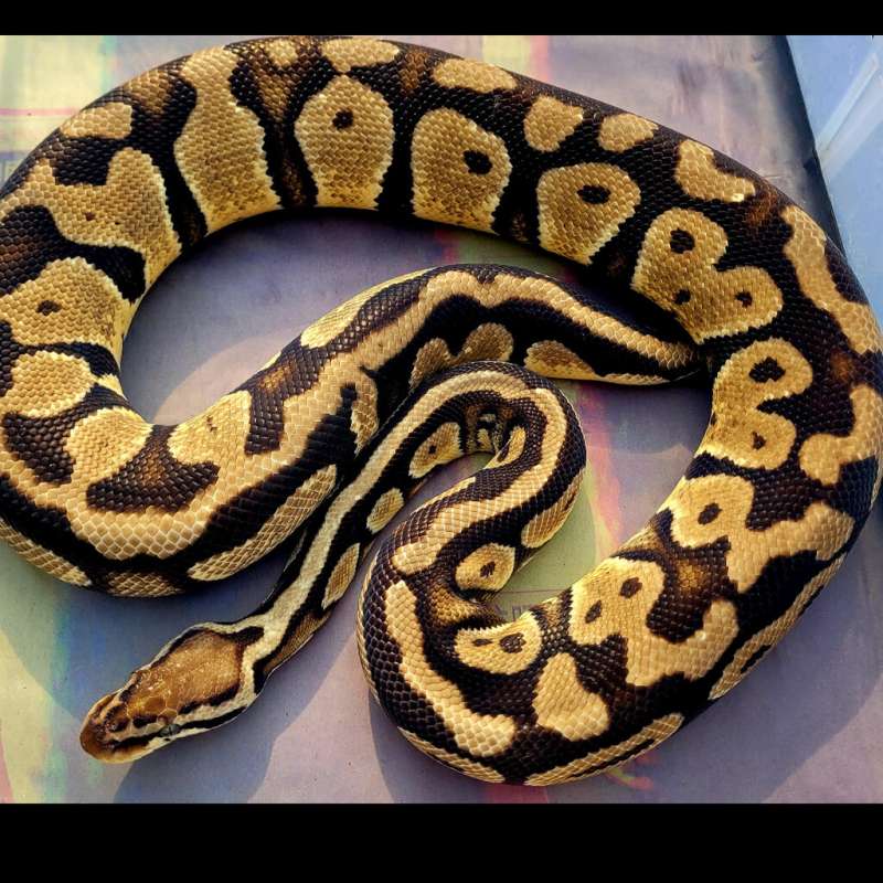 0.1 pastel het clown adult