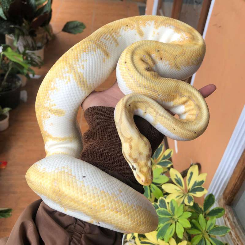 Banana spider proven hi white