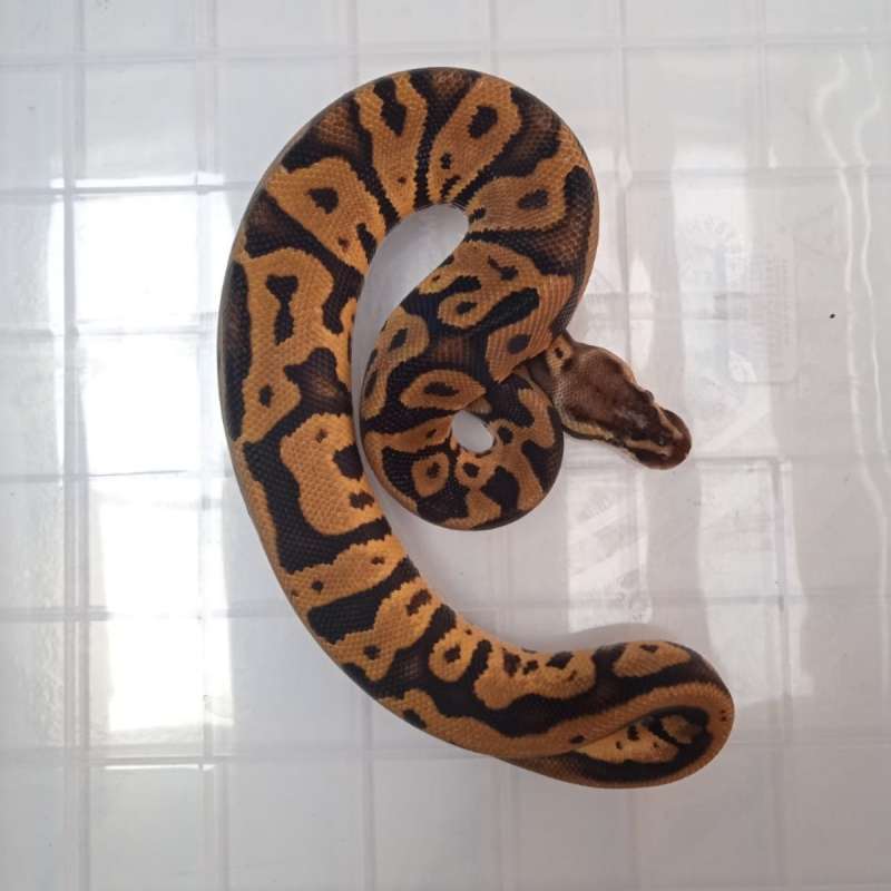 M LEOPARD PASTEL