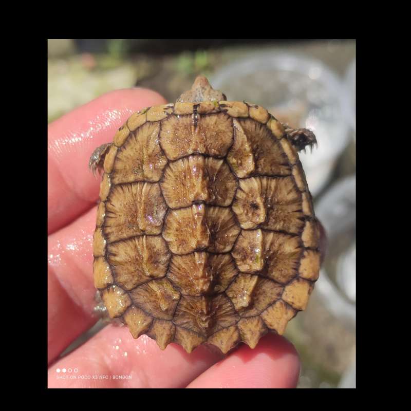 Common snapping turtle