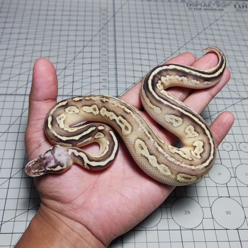 M. BONGO LESSER PASTEL