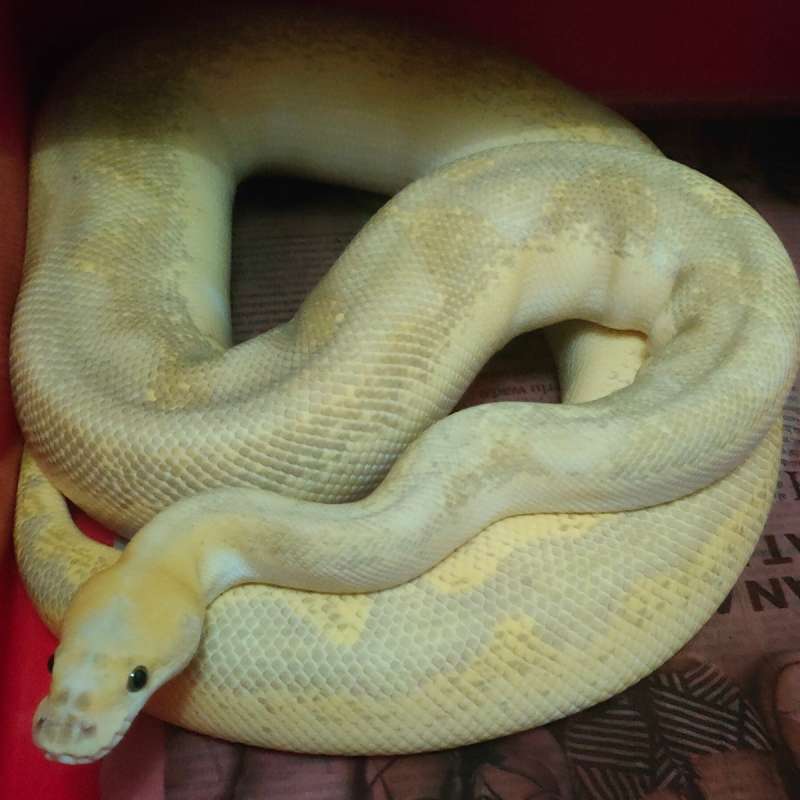 Female Supas Lesser Enchi Clown