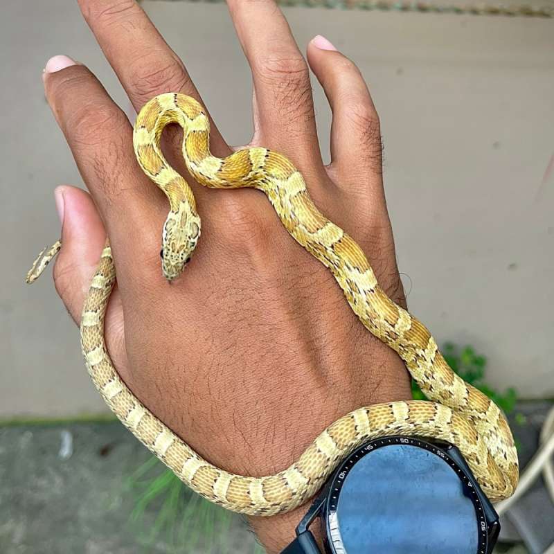 HONET CORNSNAKE