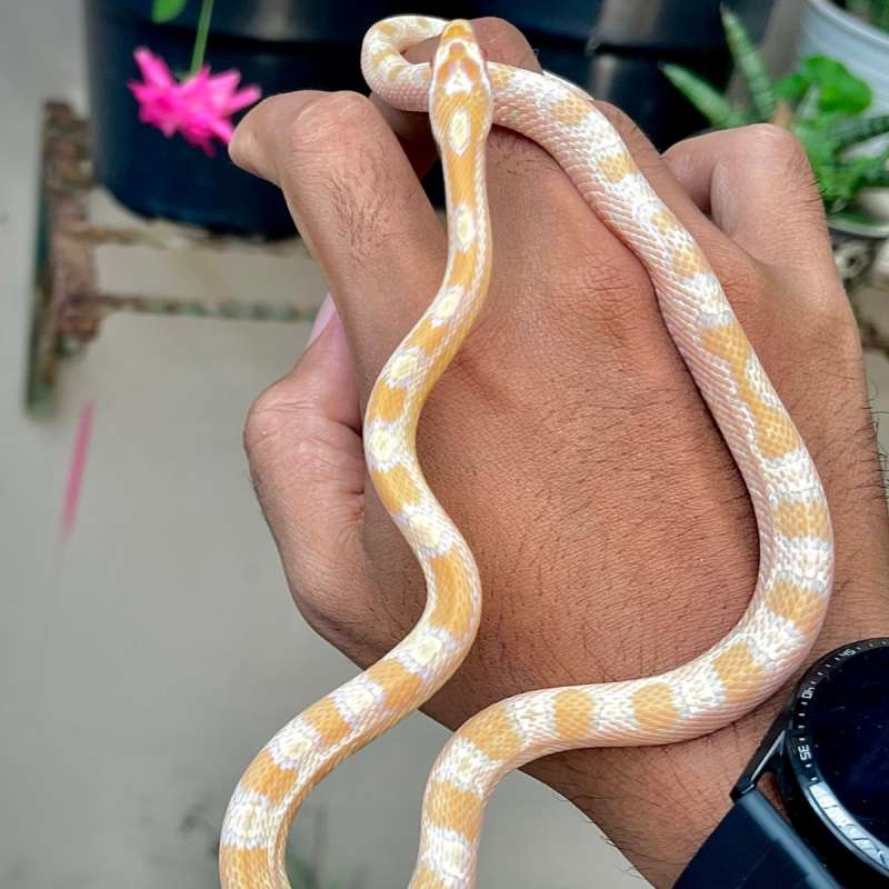 FLAMINGO CORNSNAKE