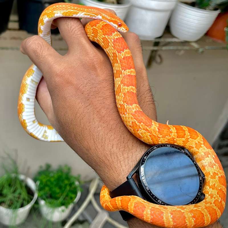 AURATUM HET SCALELESS