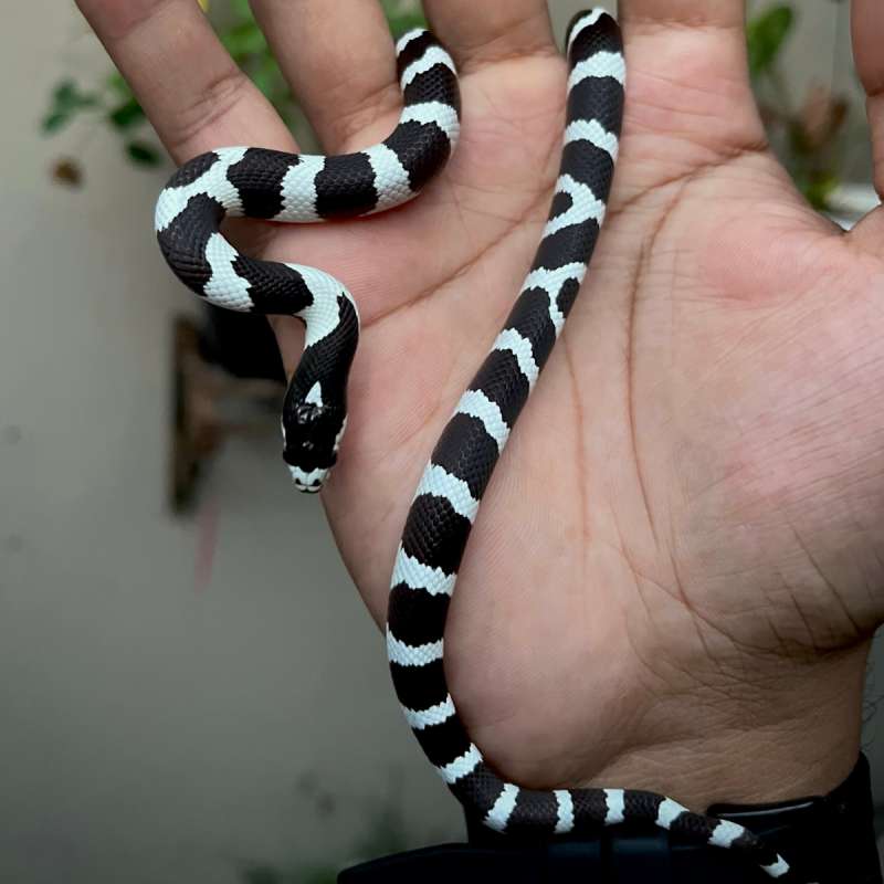 CALIFORNIAN KINGSNAKE