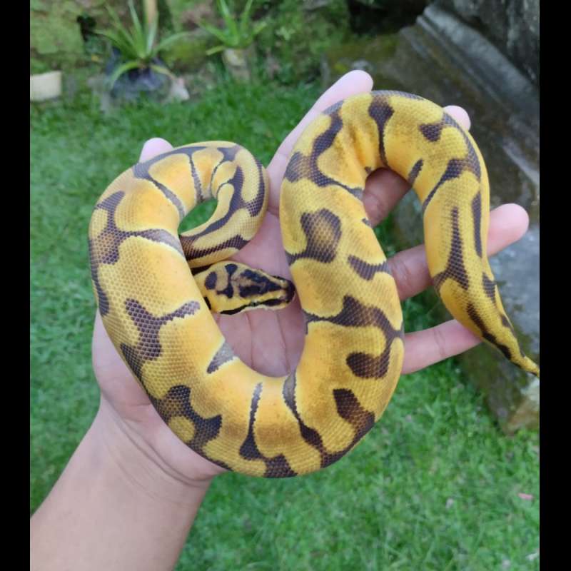 0.1 Super Enchi Pastel