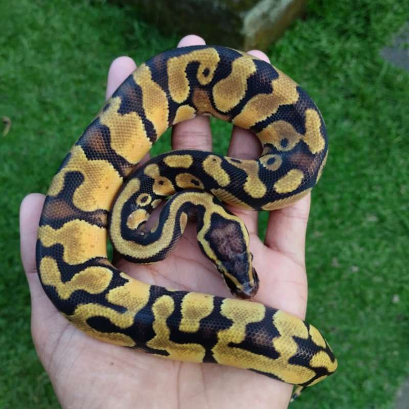 1.0 Pastel Enchi