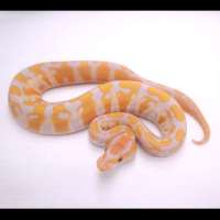 M phantom lavender het cl