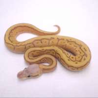 M super pastel fire lesse