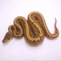 F fire pinstripe