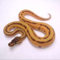 M orange dream enchi gene