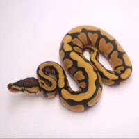 F desert poss het genetic