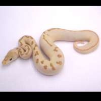 F spotnose lesser enchi p