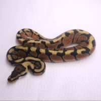 M spotnose enchi het clow