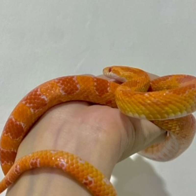 Cornsnake Amel / Ular Jagung