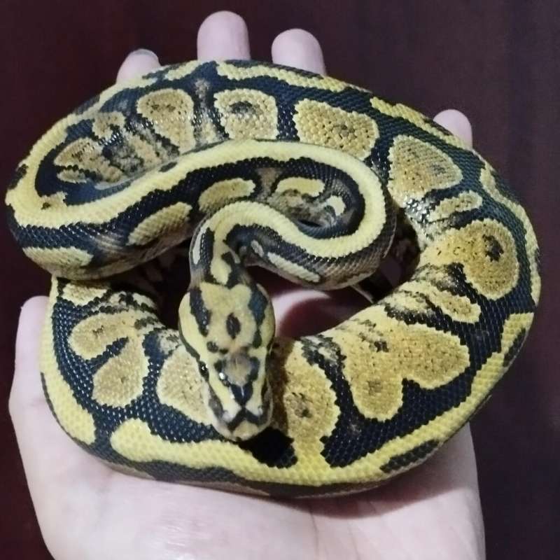 Spotnose Fire/Vanila Yellow belly