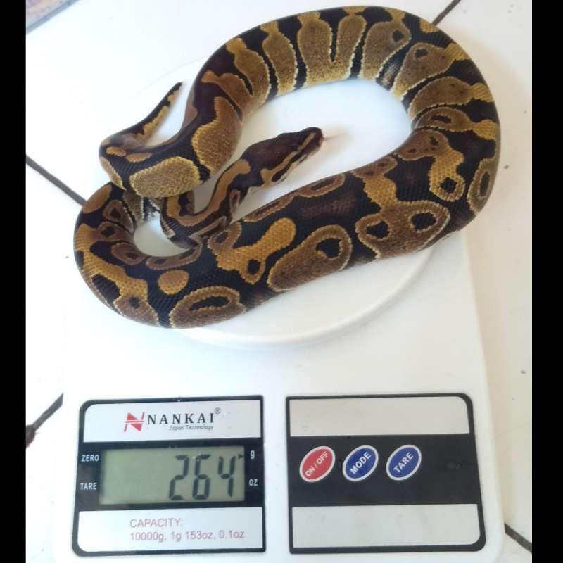 Female ball python