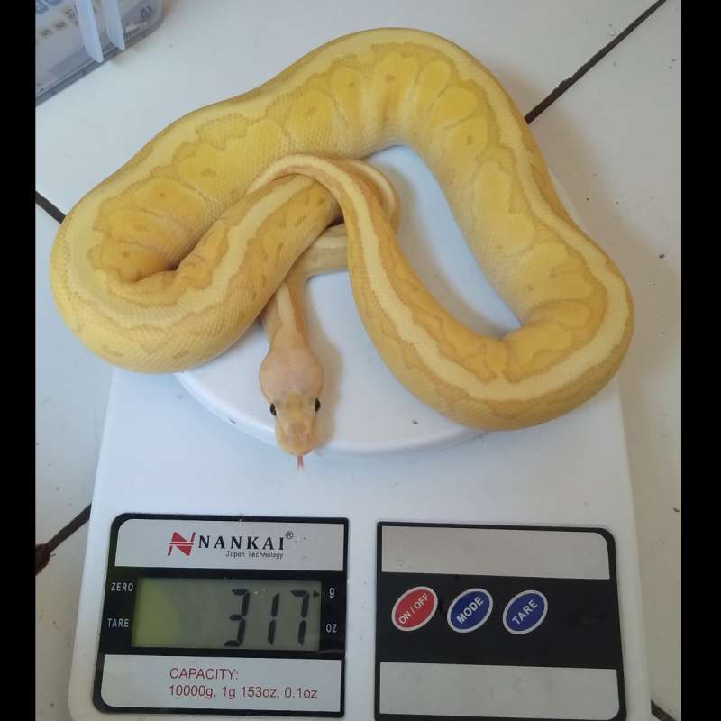 Male banana pastel pin lesser