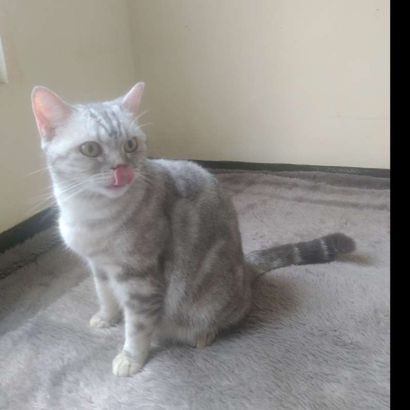 British Shorthair/BSH Blue Silver Point (Impor Pedigree)