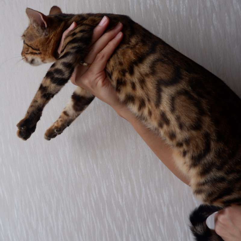 Bengal kitten