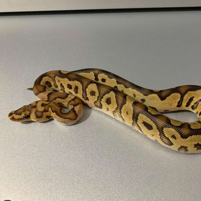 Fire Clown het Lavender possible Gravel/YB MALE