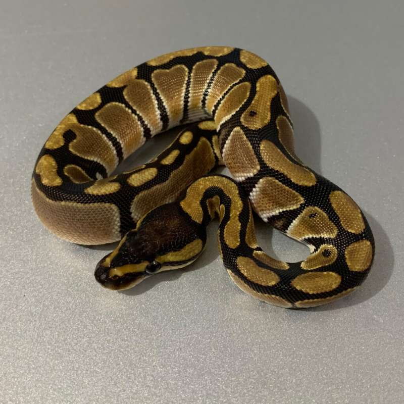 Enchi possible OD het Clown ph Pied 50% MALE