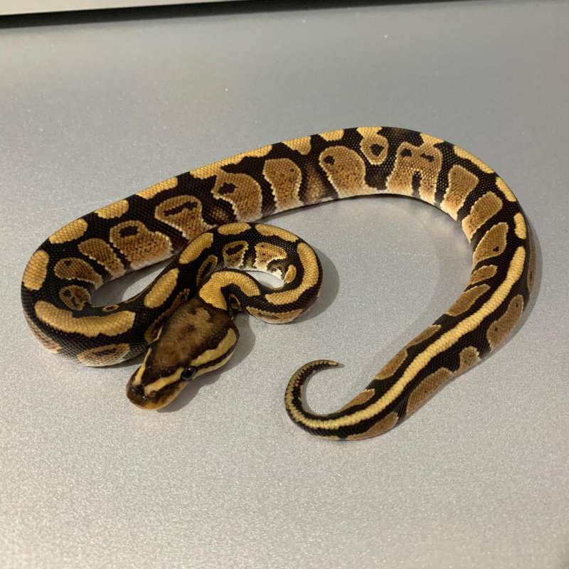 Fire Gravel het Clown MALE