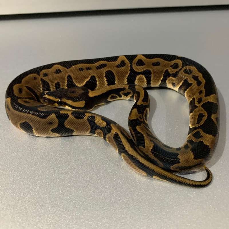 Leopard 66% het Clown FEMALE