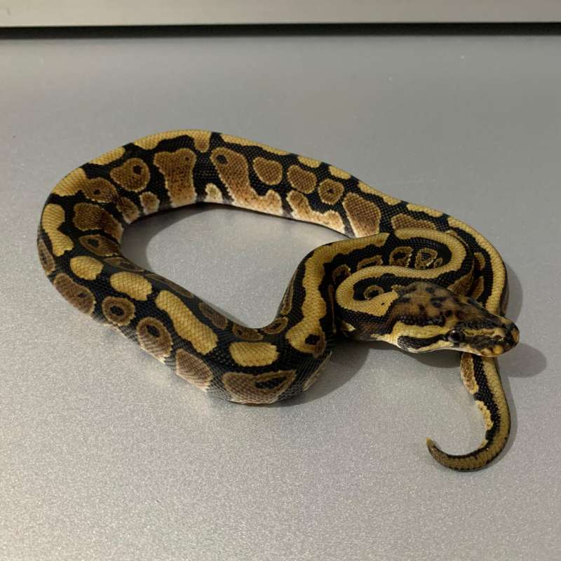 Spotnose het Clown MALE