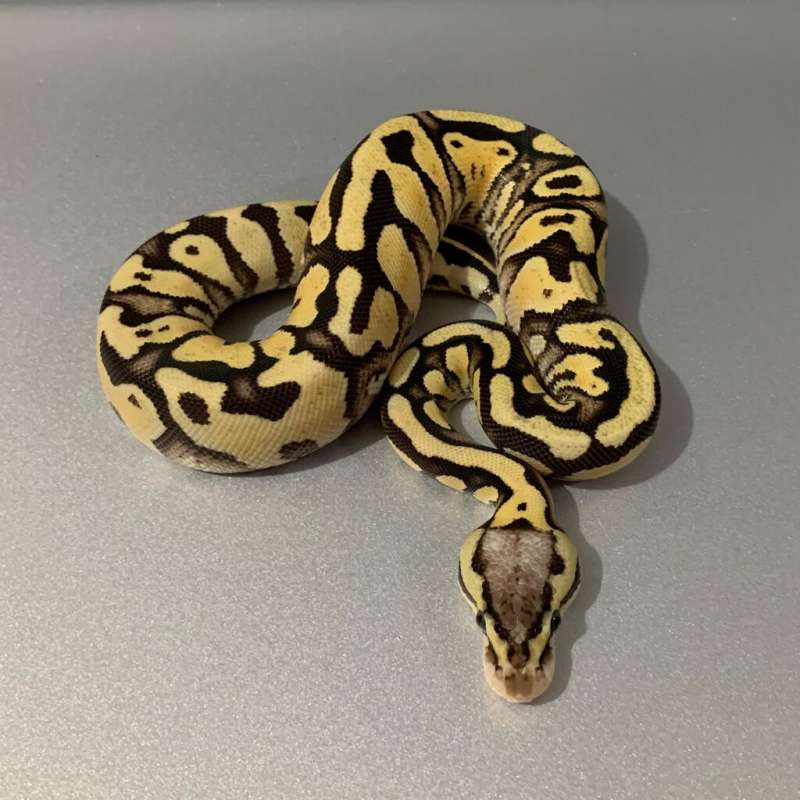 Firefly Gravel/YB het Clown MALE