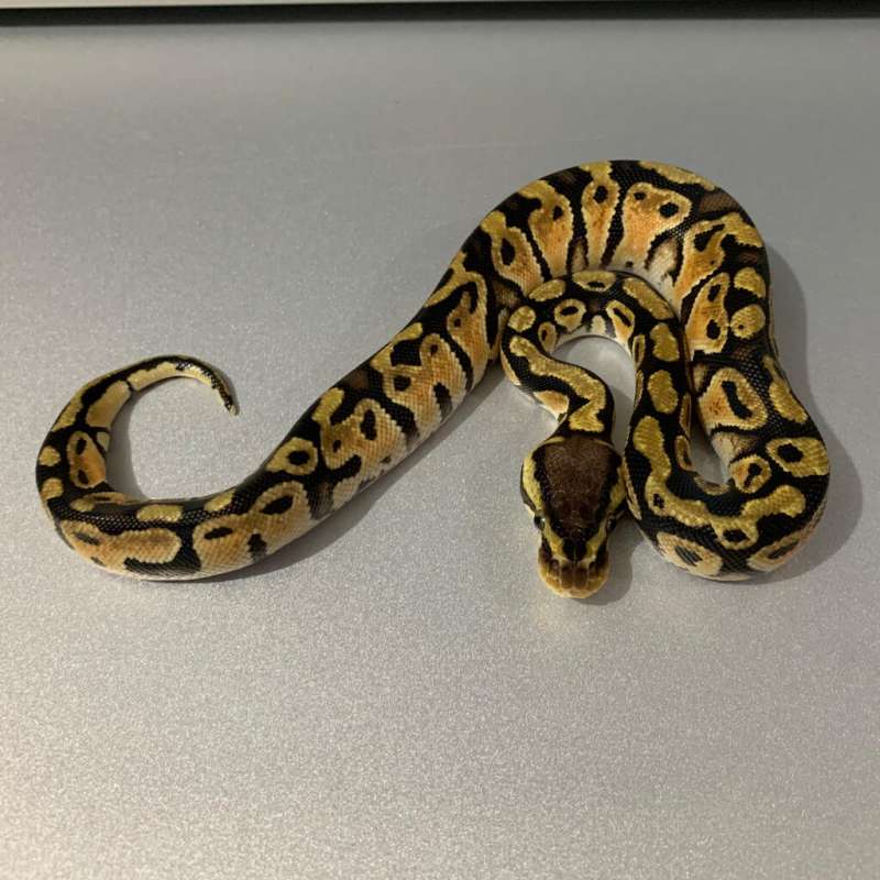 Pastel double het Clown Pied MALE