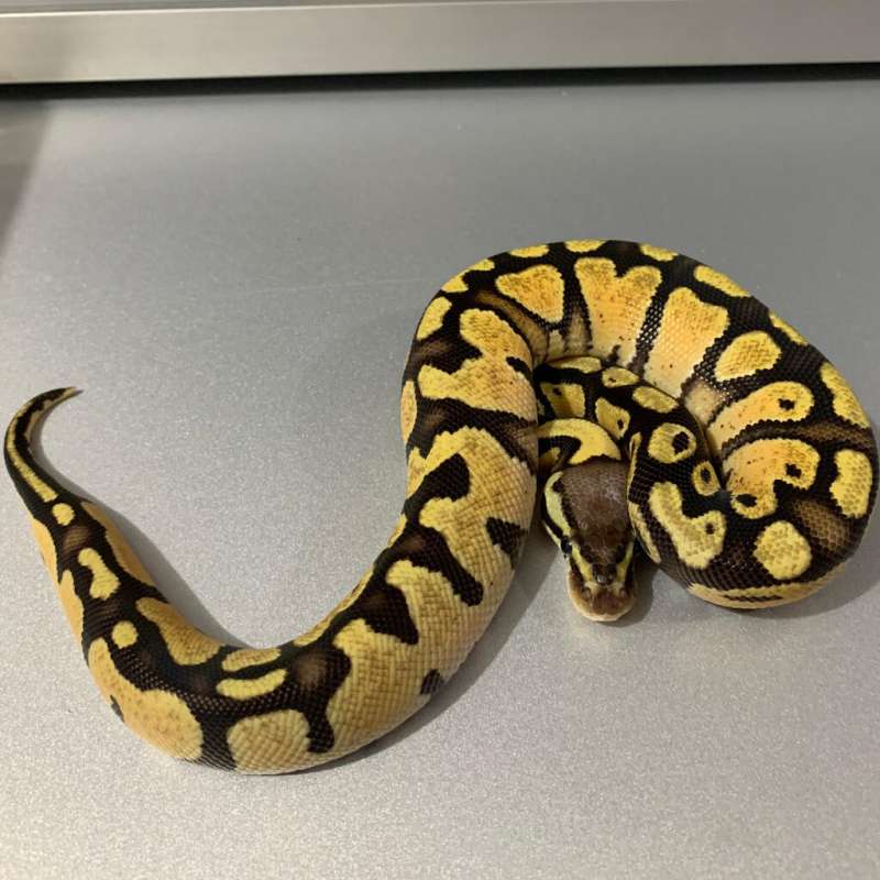 Pastel Contest Quality MALE