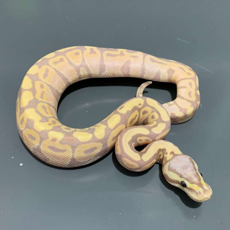 Banana Pastel het Clown FEMALE