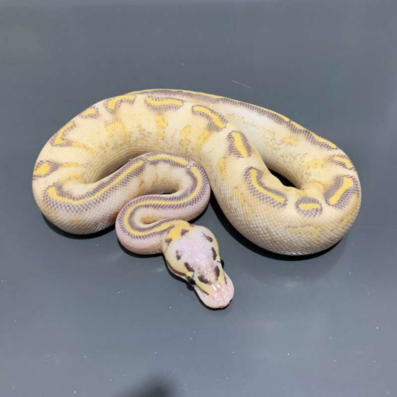 Highway Pastel het Clown MALE