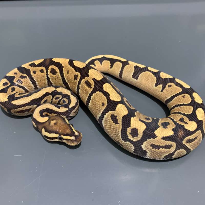 Fire het Clown FEMALE