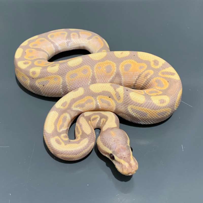 Banana 66% het Clown Female Maker MALE