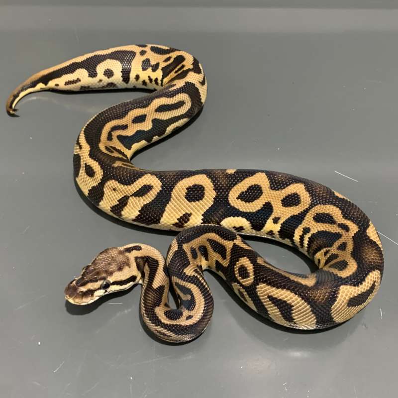 Leopard Pastel het Clown FEMALE