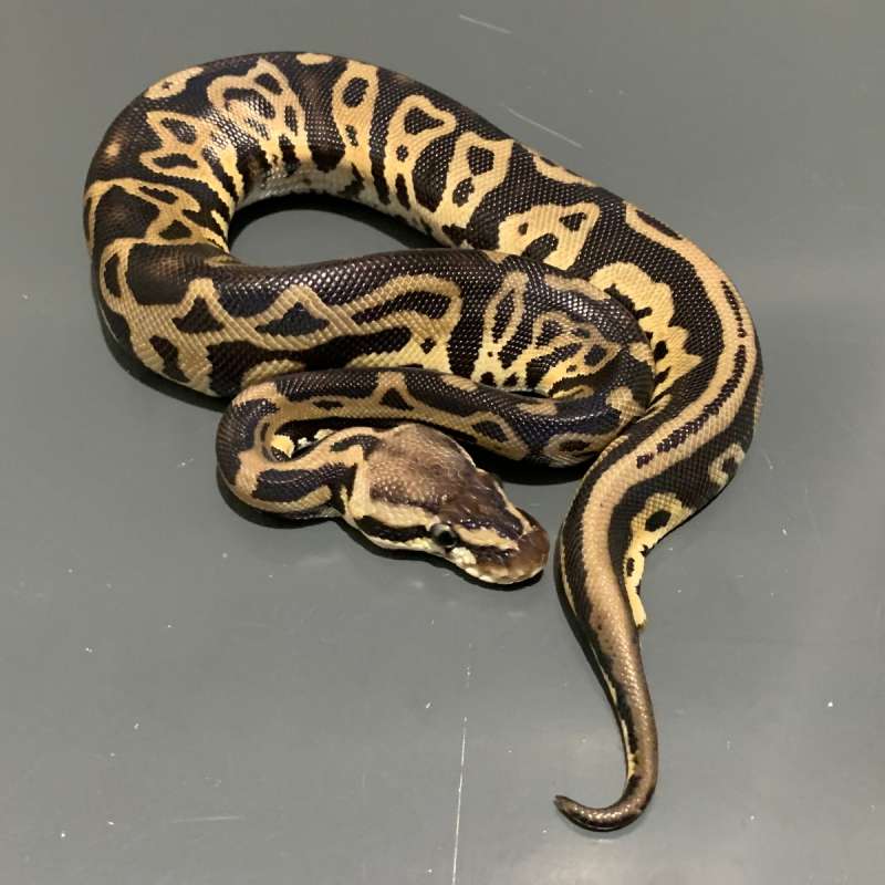 Leopard Pastel het Albino FEMALE