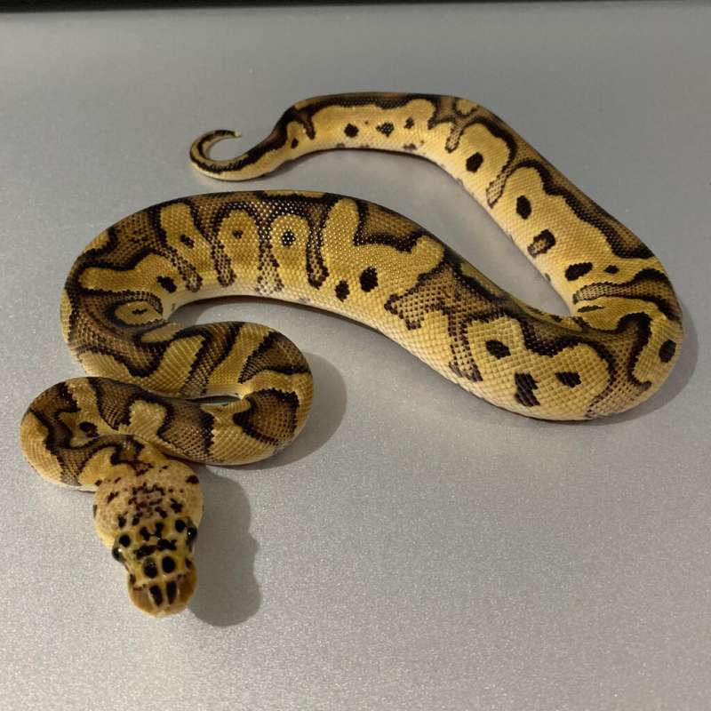 Clown Pastel MALE