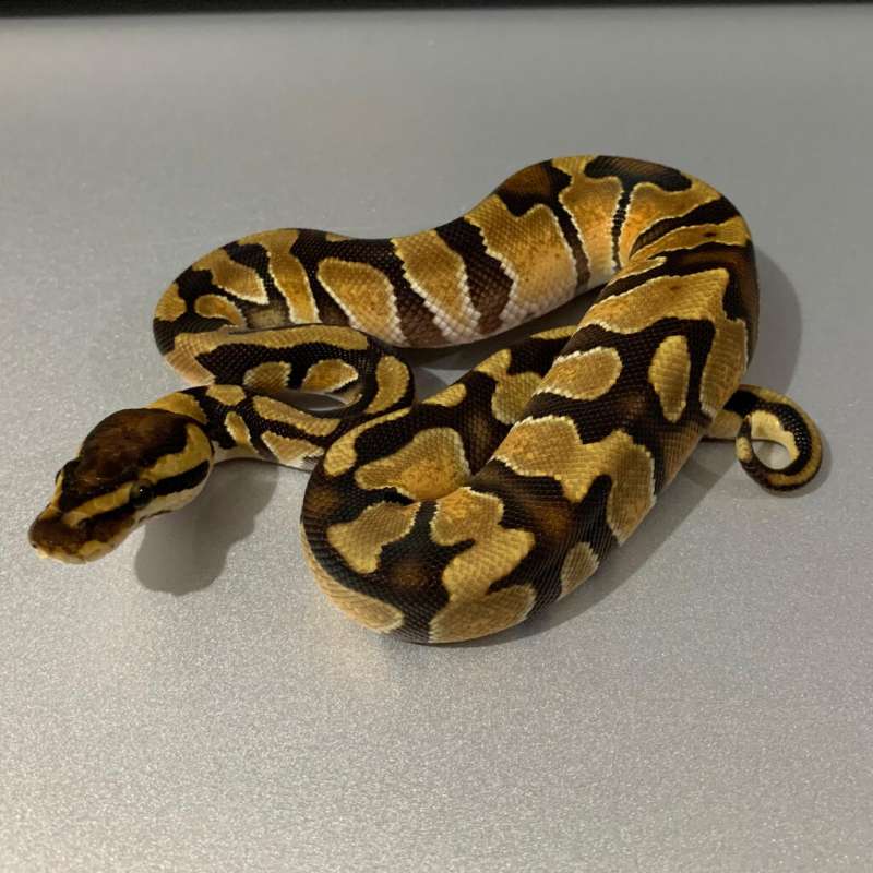 Fire Enchi Gravel/YB het Grail MALE