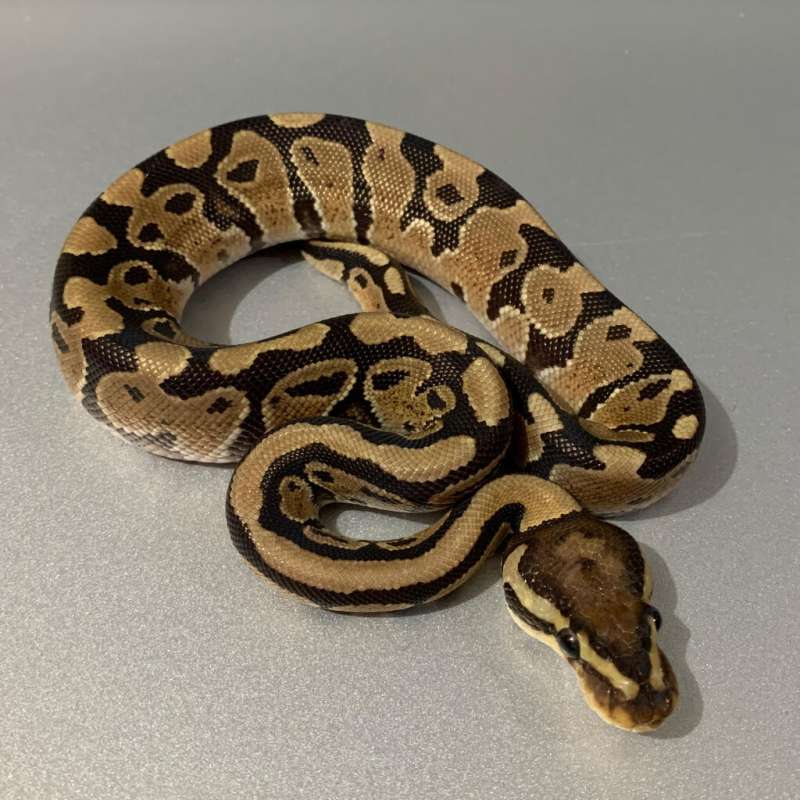 Fire Enchi het Grail possible Gravel/YB