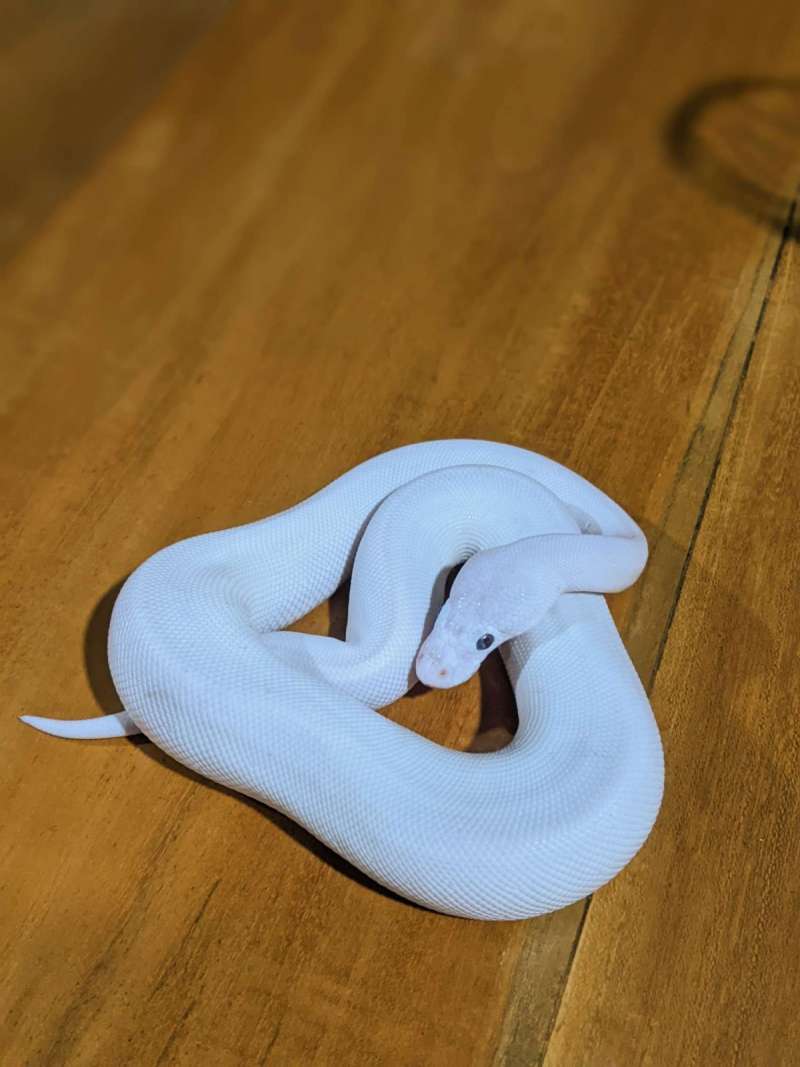 ball python leucistic