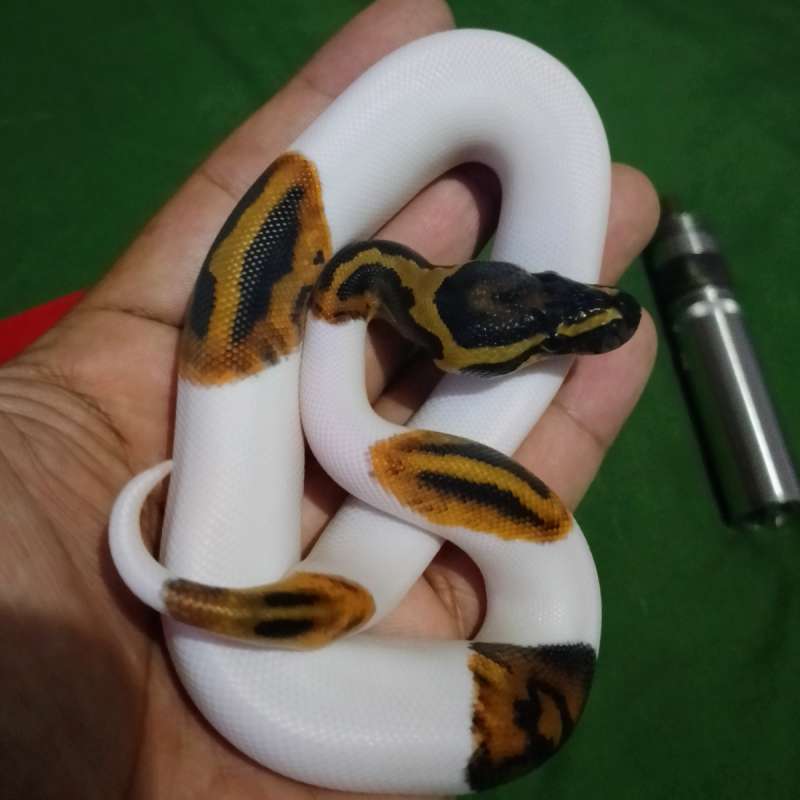 Ball python Pied PH Albino