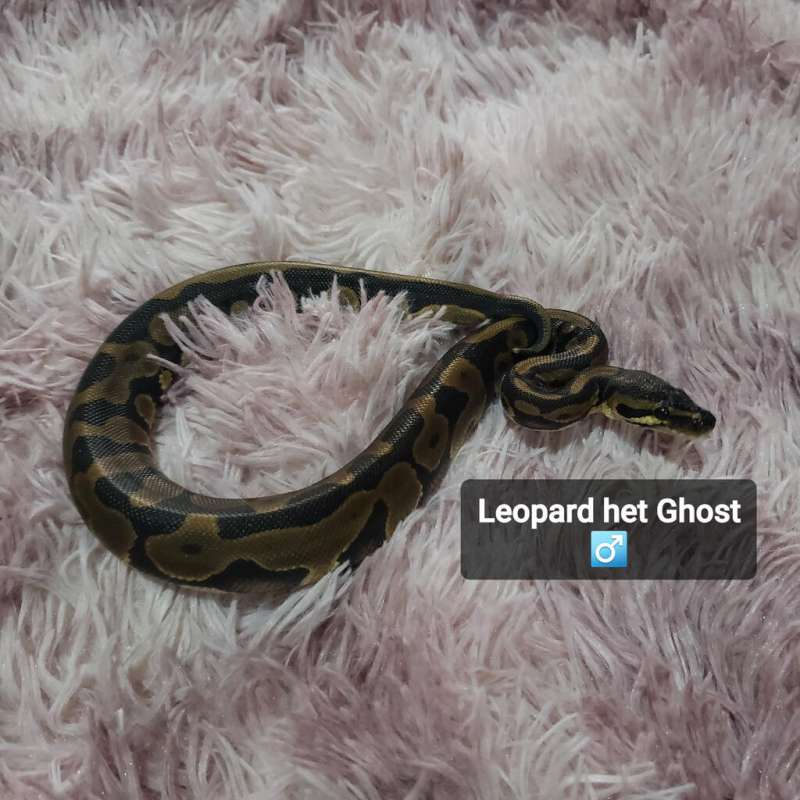 Leopard het Ghost