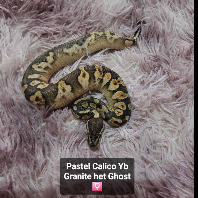 Pastel Calico Yb Granite/trick het Ghost