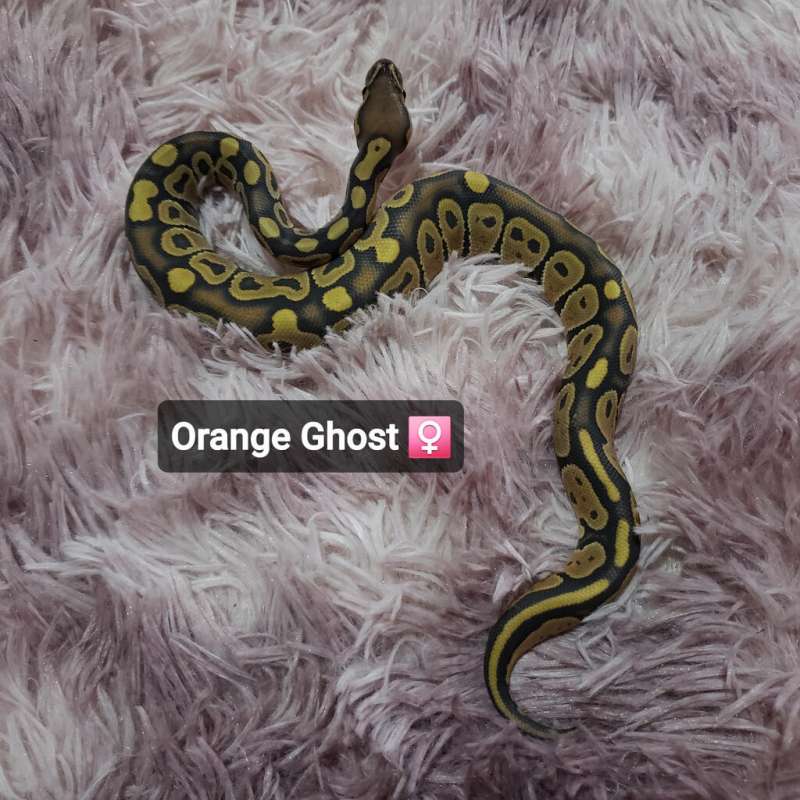 Orange Ghost