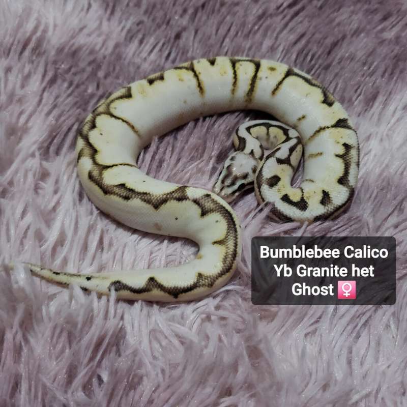 Bumblebee Calico Yb granite/Trick het Ghost